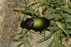 Neoaulacoryssus speciosus