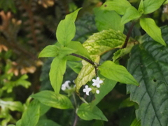 Rubiaceae