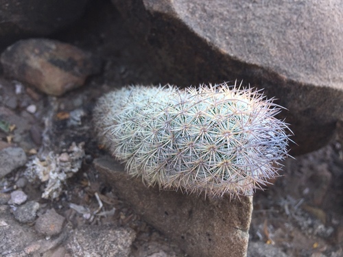 Mammillaria pottsii