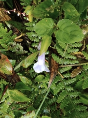Torenia asiatica