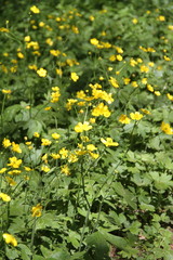 Ranunculus constantinopolitanus