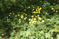 Ranunculus constantinopolitanus