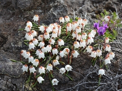Cassiope lycopodioides