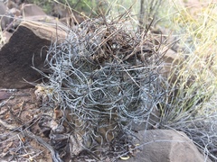 Astrophytum capricorne