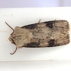 Agrotis puta