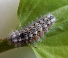 Feniseca tarquinius