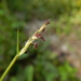 Sporobolus vaginiflorus - Photo (c) Colin Chapman-Lam, algunos derechos reservados (CC BY-NC), uploaded by Colin Chapman-Lam