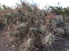 Grusonia