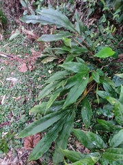 Alpinia japonica