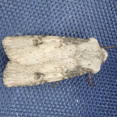 Agrotis puta