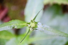 Knautia dipsacifolia