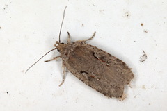 Agonopterix ocellana