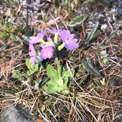 Primula algida