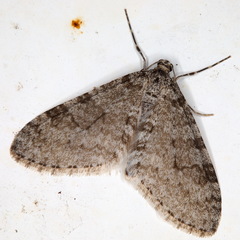 Trichopteryx carpinata