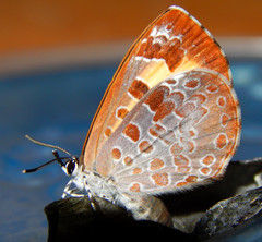Feniseca tarquinius