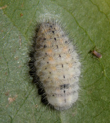Feniseca tarquinius