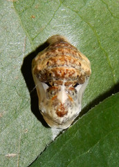 Feniseca tarquinius