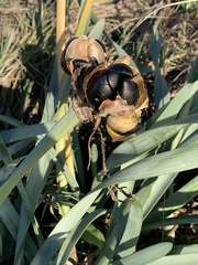 Pancratium maritimum