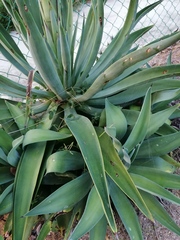 Agave desmettiana