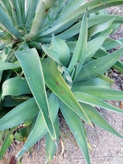 Agave desmettiana