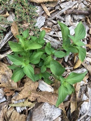 Dicliptera brachiata
