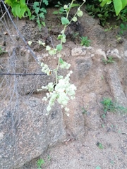 Antigonon flavescens