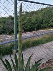Agave desmettiana