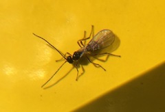 Braconidae