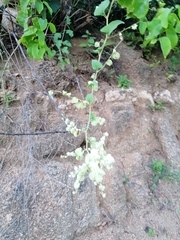 Antigonon flavescens