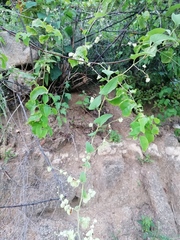 Antigonon flavescens