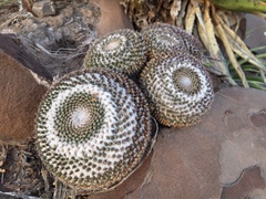 Mammillaria chionocephala