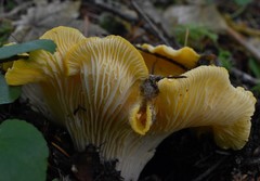Cantharellus cascadensis