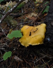 Cantharellus cascadensis