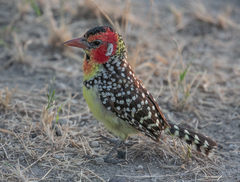 Trachyphonus erythrocephalus