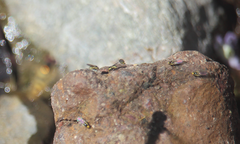 Liriomyza huidobrensis