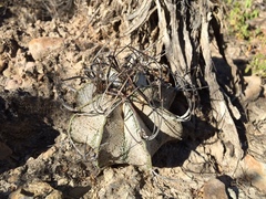 Astrophytum capricorne