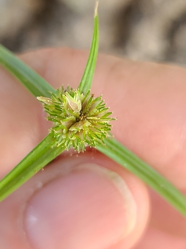 Cyperus metzii image