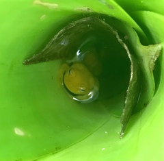 Phyllodytes luteolus