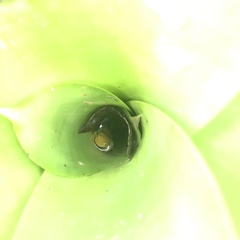 Phyllodytes luteolus