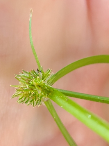 Cyperus metzii image
