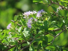 Ehretia rigida nervifolia