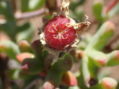 Leipoldtia schultzei