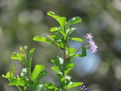 Ehretia rigida nervifolia