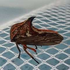 Umbonia reclinata