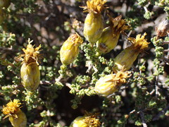 Pteronia glomerata