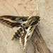 Barbary Spurge Hawk-Moth - Photo (c) Heiner Ziegler, some rights reserved (CC BY-NC), uploaded by Heiner Ziegler