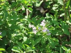 Ehretia rigida nervifolia