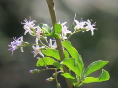 Ehretia rigida nervifolia
