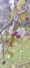 Malus purpurea