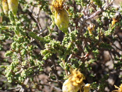Pteronia glomerata